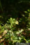 Photo: Melampyrum pratense 2.