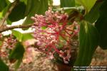 Photo: Medinilla speciosa.