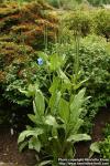 Photo: Meconopsis x sheldonii.