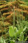 Photo: Meconopsis x sheldonii 1.