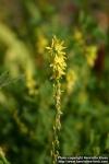 Photo: Melilotus officinalis 6.