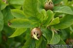 Photo: Mespilus germanica 3.