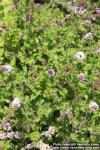 Photo: Mentha spicata cris 4.