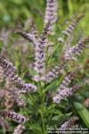 Photo: Mentha spicata 6.