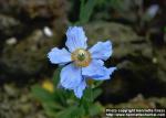 Photo: Meconopsis betonicifolia 1.