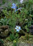 Photo: Meconopsis betonicifolia.