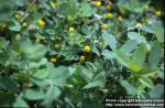 Photo: Medicago lupulina 3.