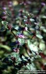 Photo: Mentha arvensis 8.