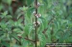 Photo: Mentha canadensis 2.