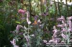 Photo: Mentha longifolia 5.