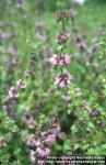 Photo: Mentha pulegium 4.