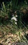 Photo: Menyanthes trifoliata 4.