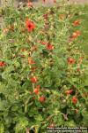 Photo: Mimulus cardinalis 1.