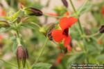 Photo: Mimulus cardinalis 2.