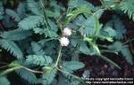 Photo: Mimosa pudica 1.