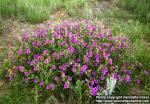 Photo: Mirabilis multiflora.