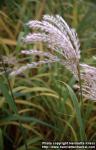 Photo: Miscanthus sacchariflorus 1.