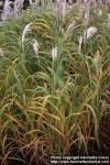 Photo: Miscanthus sacchariflorus 2.