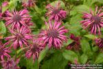 Photo: Monarda didyma 12.