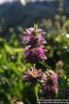 Photo: Monarda citriodora 8.