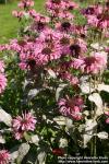 Photo: Monarda didyma 13.