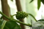 Photo: Morinda citrifolia 4.