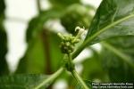 Photo: Morinda citrifolia 5.