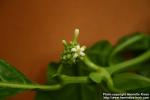 Photo: Morinda citrifolia 6.