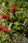 Photo: Monarda didyma 14.