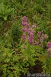 Photo: Monarda citriodora 09.