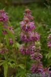 Photo: Monarda citriodora 10.