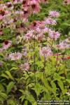 Photo: Monarda fistulosa 4.