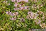 Photo: Monarda fistulosa 7.