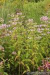 Photo: Monarda fistulosa 8.