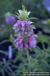 Photo: Monarda citriodora 1.