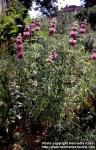 Photo: Monarda citriodora 3.