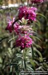 Photo: Monarda citriodora 6.