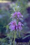 Photo: Monarda citriodora.