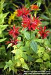 Photo: Monarda didyma 1.