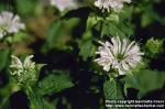 Photo: Monarda didyma 3.