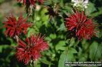 Photo: Monarda didyma 4.