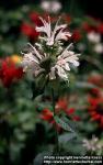 Photo: Monarda didyma 6.