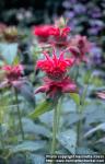 Photo: Monarda didyma 9.