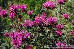 Photo: Monarda fistulosa 3.