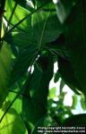 Photo: Morinda citrifolia 3.