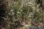 Photo: Monarda pectinata 1.