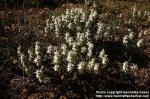 Photo: Monarda punctata 1.