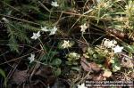 Photo: Moneses uniflora.