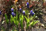 Photo: Muscari latifolium.