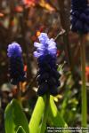 Photo: Muscari latifolium 1.